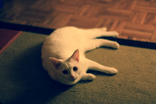 bílá kočka na koberci